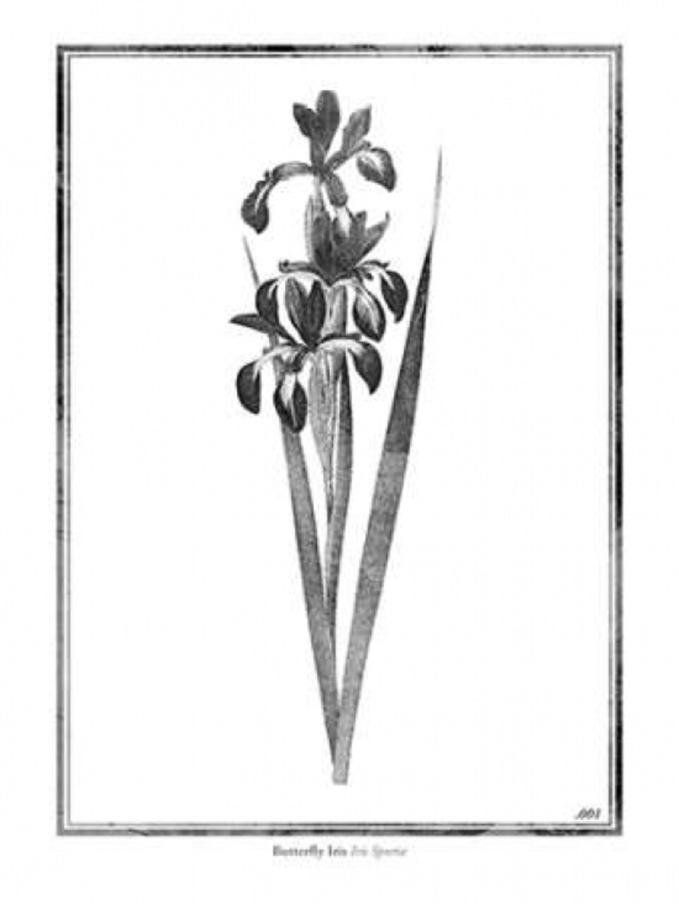 Butterfly Iris Poster Print by Jace Grey - Item # VARPDXJGRC274A